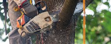 Best Fruit Tree Pruning  in Cheverly, MD