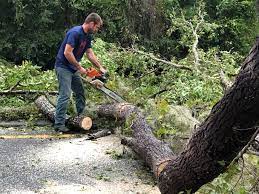 Best Hazardous Tree Removal  in Cheverly, MD