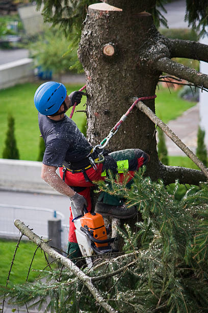 Best Commercial Tree Services  in Cheverly, MD