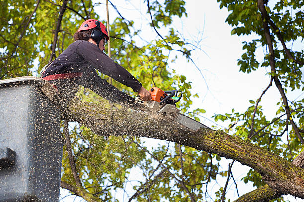 Best Tree Preservation Services  in Cheverly, MD